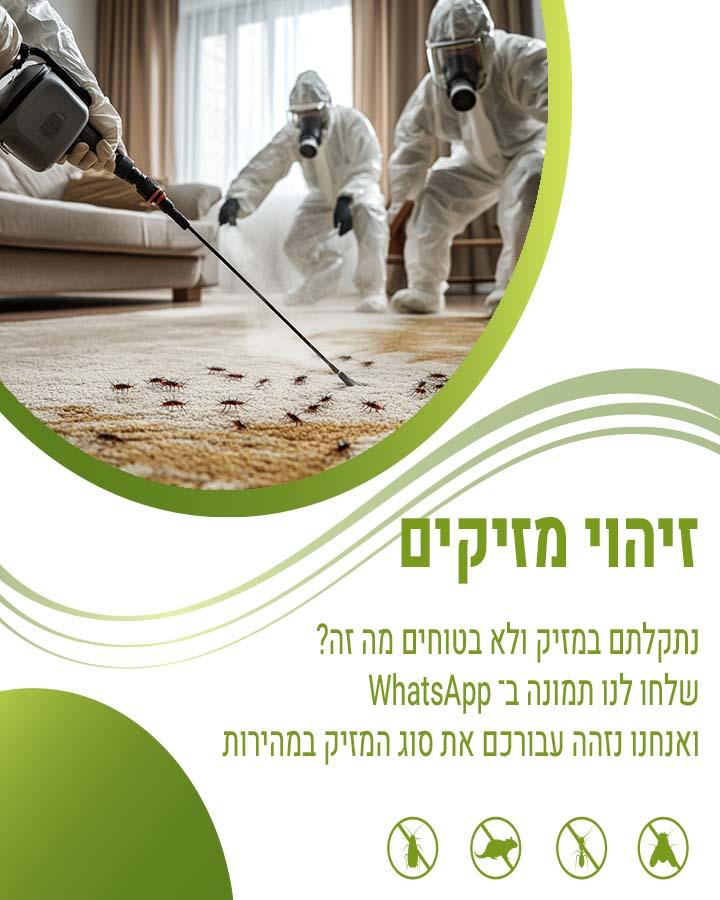 תהלוכן האורן