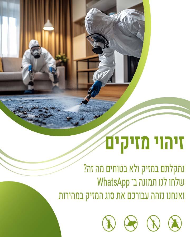 תיקן פסים חום
